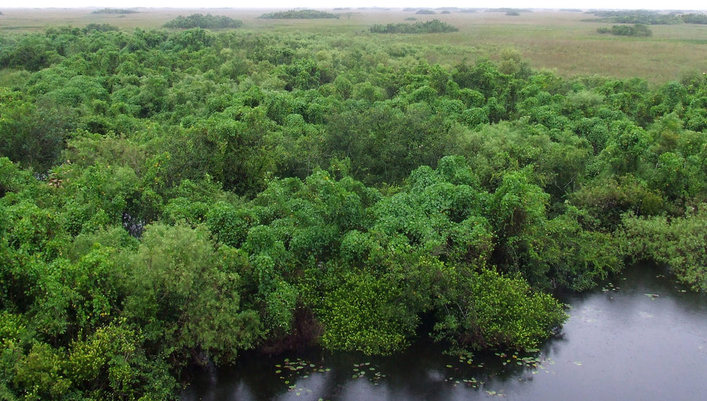 Florida's everglades